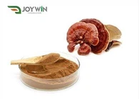 Polvo de extracto de hongo reishi
